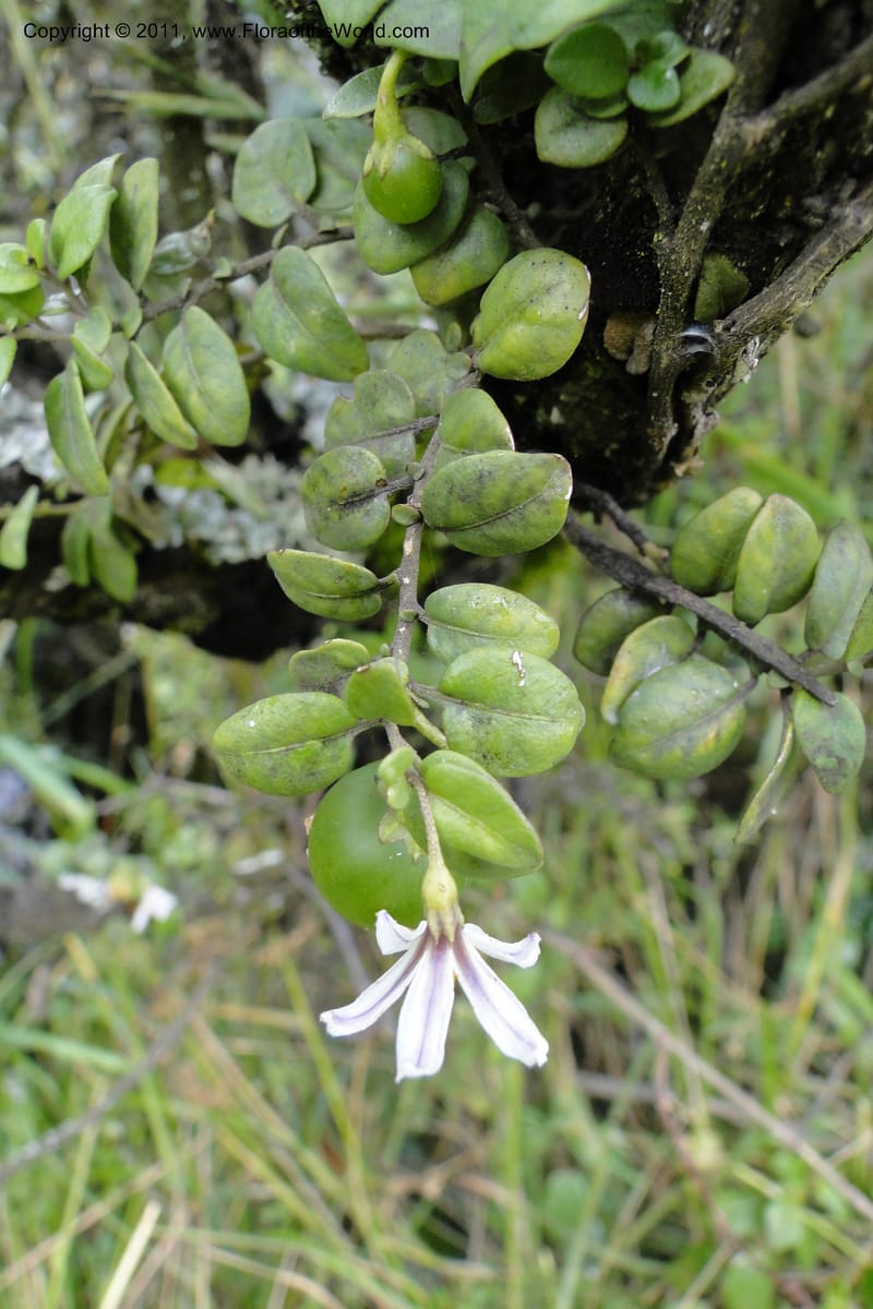 Solanum, Ulloa 1967--Ecuador. Pichincha. Old rd to Papallacta. 31 May 2011. 091.jpg
