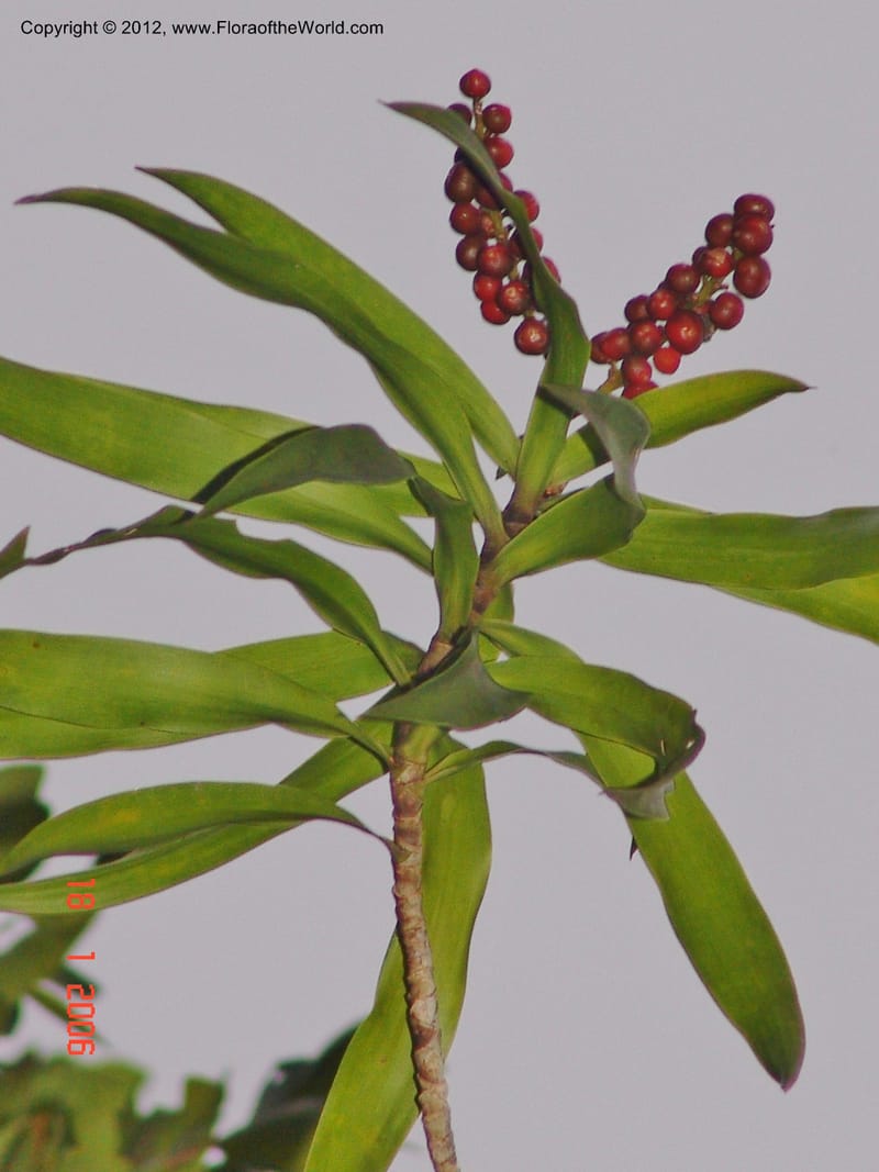 Dracaena sp. unk., Not collected-Madagascar 18 Jan 2006  185 (2).jpg