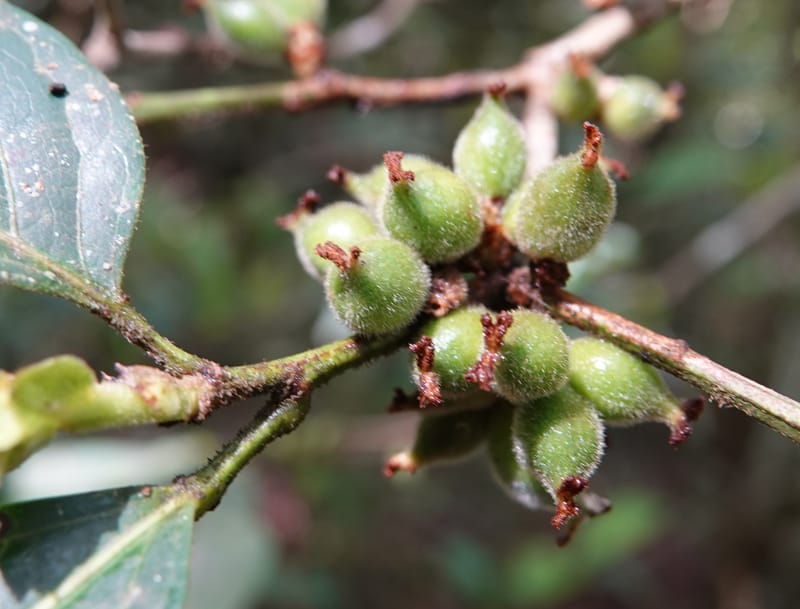 Aporosa dioica, D. Boufford 44137--China. Yunnan. Pu Wen to Da Du Gang on G213. 4 May 2018. DSC01724 (161).JPG