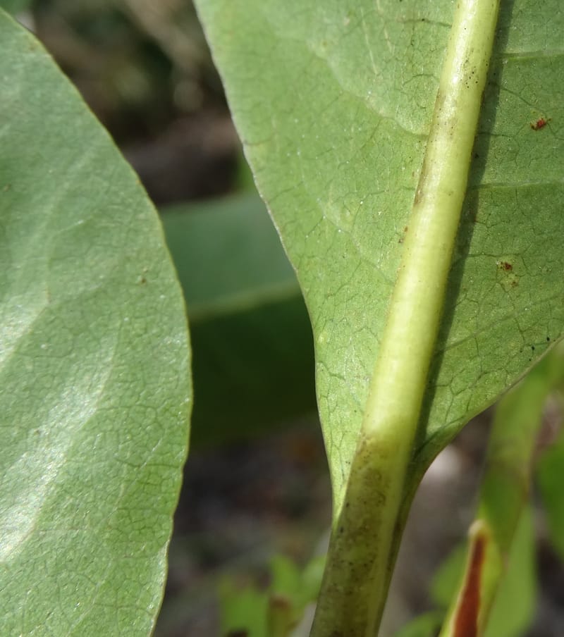 Pittosporum, Lowry, P 7341--Fiji. Vesidrua Vill. 5 Nov 2015. DSC09215 (111).JPG
