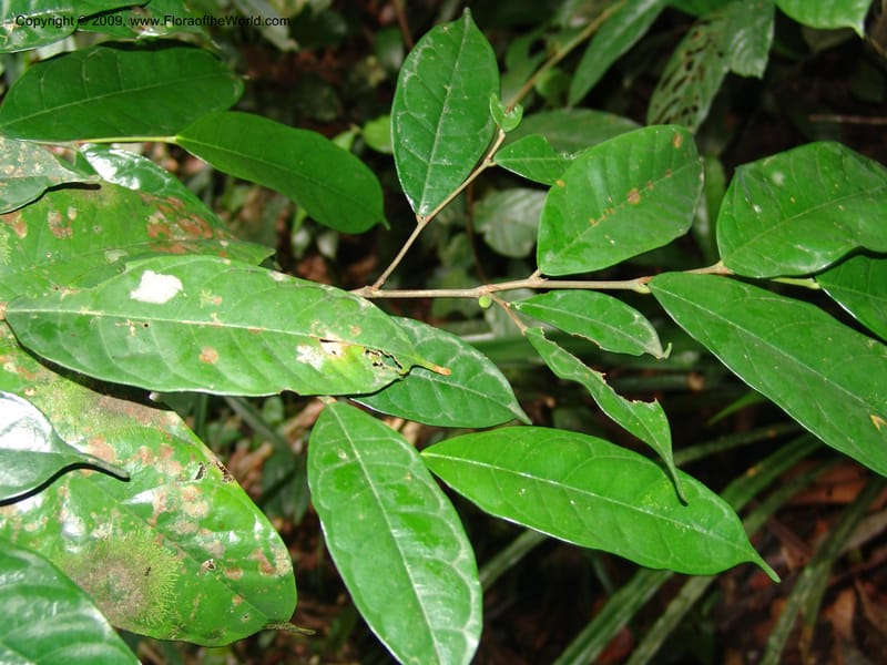 Treculia, G. Walters 1622--Gabon. Prov. Estuaire. Mondah Forest. 15 Apr 06. 174.jpg