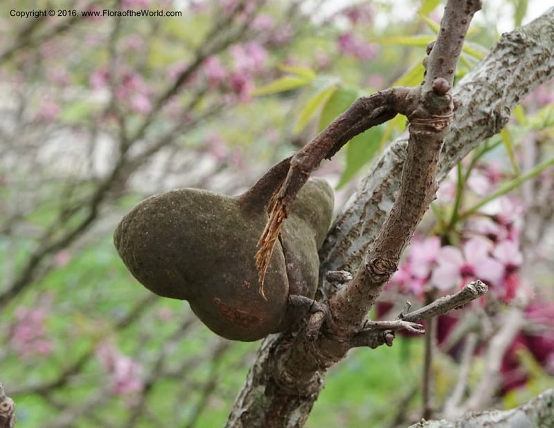 Ungnadia speciosa, Davidson, C 13072--Texas. Galveston. 18 Mar 2016. DSC00038 (70).JPG