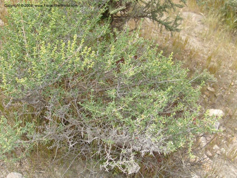 Salsola longifolia--Spain. Prov. Almeria. Tabernas, ca. Mini-hollywood. 22 Apr 05. 140.jpg