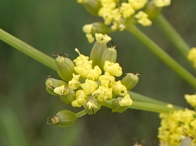 Lomatium triternatum, C. Davidson 13753--Oregon. Wallowa Co. Zumwalt.Trail Cr. Rd. 4 Jun 2018. DSC04078 (121).JPG