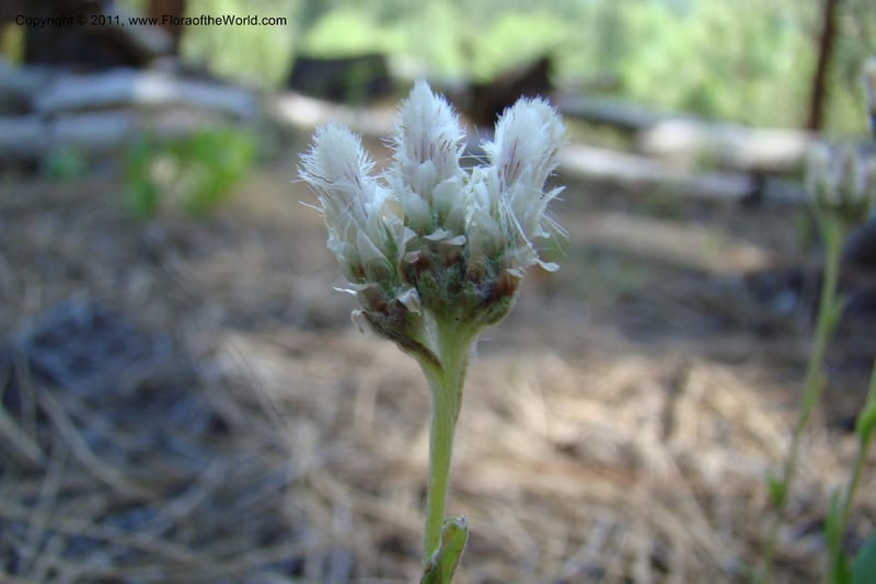 Antennaria rosea, C. Davidson 11398--Idaho. Idaho Co. Salmon River. Shepp Ranch. 28 May 2009. 050.jpg