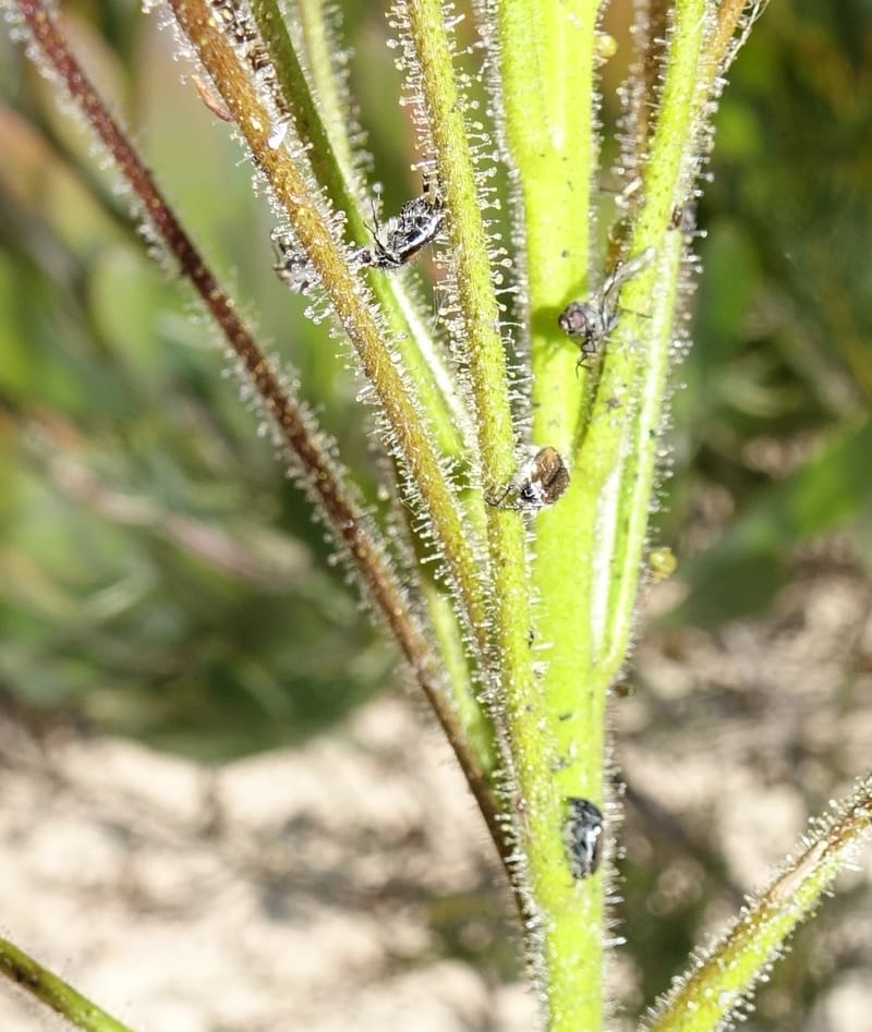 Byblis lamellata, Davidson, C 13426--Australia. W.A. Green Head-Coorow Rd. Stop 2. 24 Oct 2016. DSC04873 (57).JPG