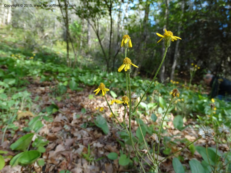 Packera serpenticola, Davidson, C 12974--No. Carolina. Clay Co. Buck Cr. 13 May 2015. DSC04619 (42).JPG