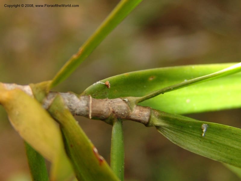 Dracaena, ZRogers1208--Madag. Anjozorobe, Aire Protegee, E Antsahabe. 17 Nov 06. 247.jpg