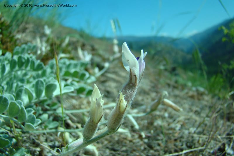 Astragalus purshii, C. Davidson 11372--Idaho. Idaho Co. Salmon River. Polly Bemis Ranch. 27 May 2009. 125.jpg