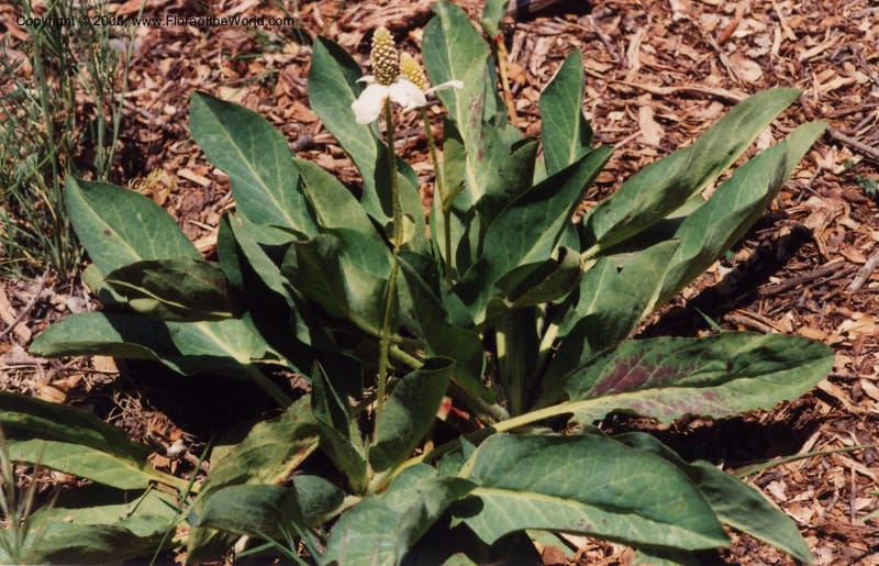 Anemopsis californica--CA. Santa Barbara Bot. Garden. 6 Jun 99.002.jpg