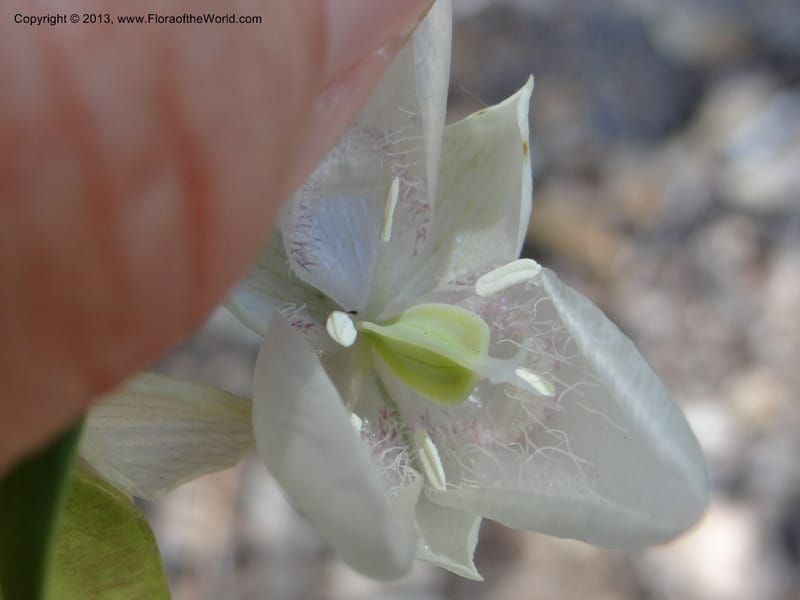 Calochortus albus, Davidson, C 12137--USA, California, Nevada Co. 19 Apr 2013  0161 (4).JPG