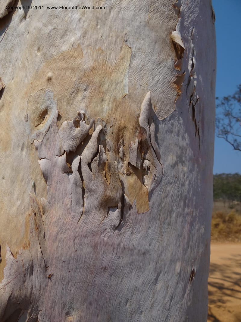 Eucalyptus platyphylla, B. Gray 9065--Australia. Queensland. Bakerville. 22 Sep 2011. (23).JPG
