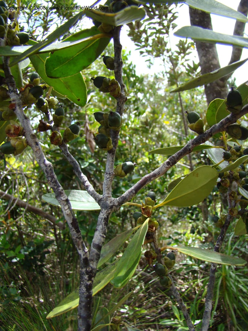 Balanops, JMunzinger4811--N.Caled. Plateau de Poro. 16 Nov 07. 116.jpg