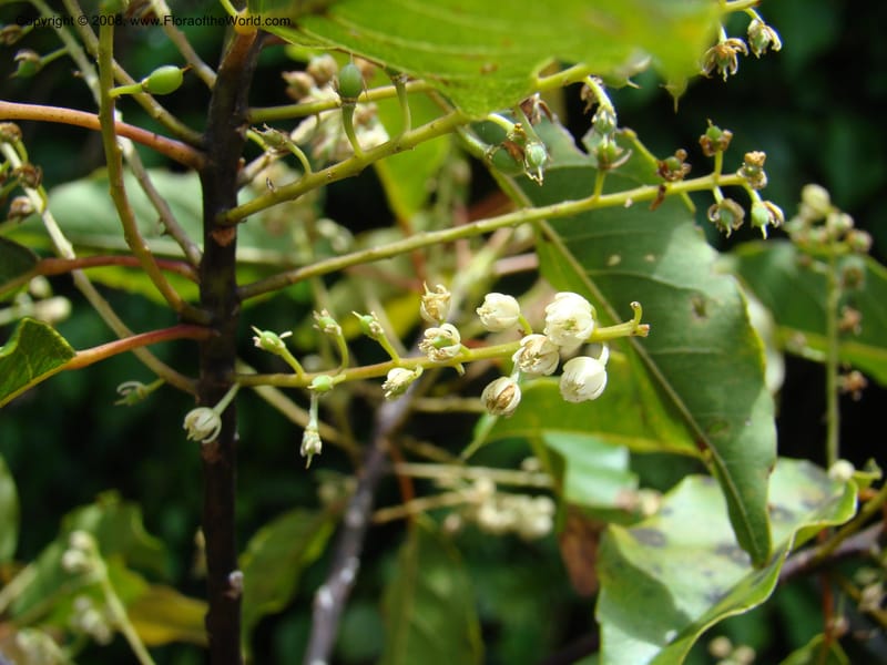 Elaeocarpus, JMunzinger4760--New Caledonia. Les Trois Creeks. 13 Nov 07. 031.jpg