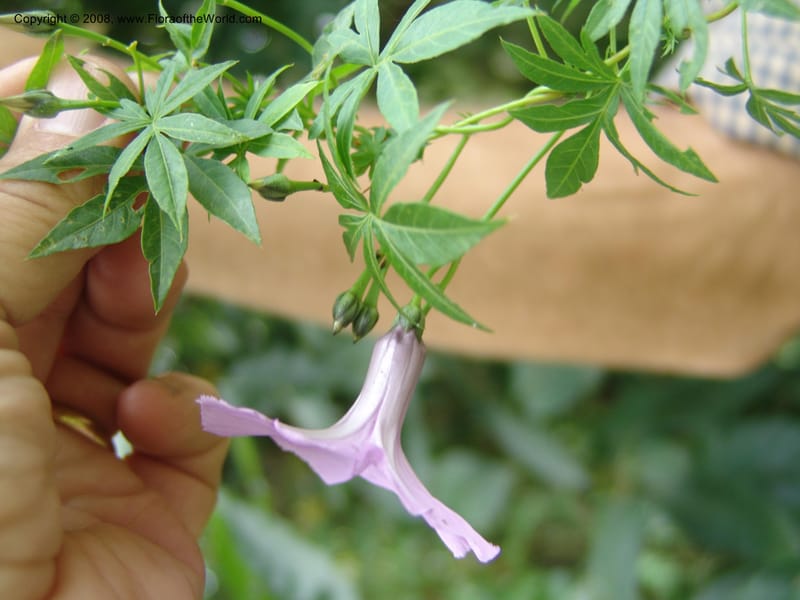 Ipomoea cairica--Kenya. Maseno. Maseno Univ. Bot. Gard. 3 Jul 04. 010.jpg