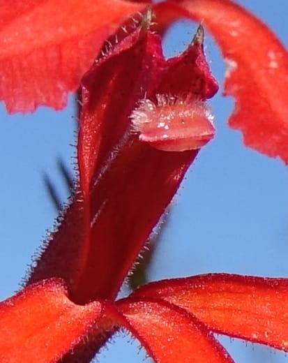 Leschenaultia hirsuta, Davidson, C 13418--Australia. W.A. Tootbardie Rd.-Coorow Rd. 23 Oct 2016. DSC04758 (33).JPG