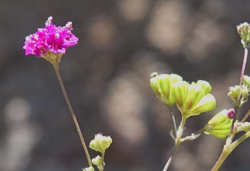 Boerhavia diffusa var. leiocarpa, Fortunato 13150--Argentina. S. of San Augustin. Las Bretes. 8 Feb 2018. DSC09370 (192).JPG