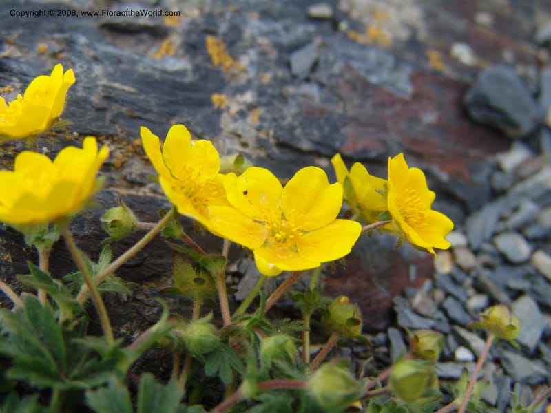 Potentilla--Georgia. Kazbeki . Trail-road to Sameba Church. 2 Jun 05. 396.jpg