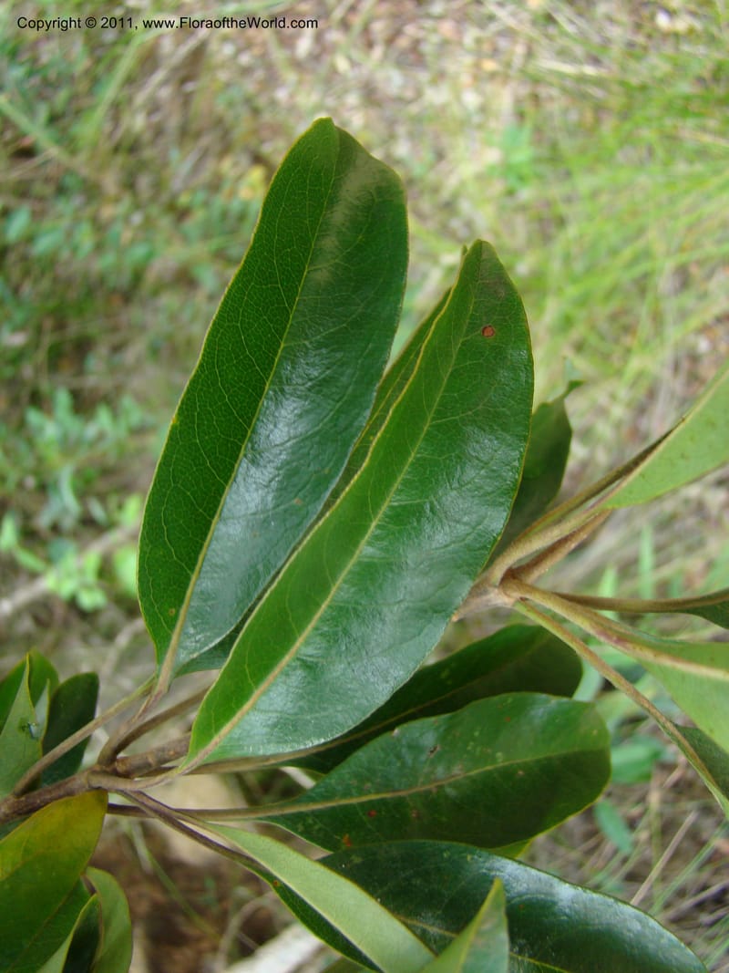 Pittosporum gracile, Gemmill, C 601--New Caledonia, Province du Sud, Dumbea barrage,  11 Nov 2007 344 (7).jpg