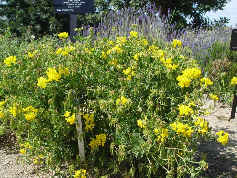 Coronilla valentina ssp. glauca, 2001.0065--Spain. Barcelona Botanic Garden. 19 Apr 04. 103.jpg