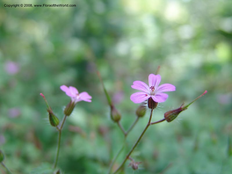 Geranium robertianum--AZ. Arboretum at Flagstaff. 3 Sep 04. 089.jpg