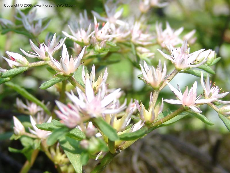 Sedum stoloniferum--Georgia. Lagodekhi  Forest Reserve. 11 Jun 05. 174.jpg