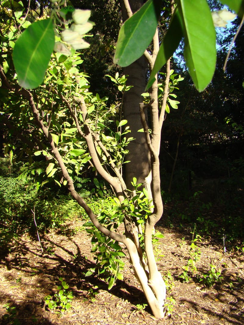 Medicosma cunninghamii--Australia. Royal Botanic Garden, Melbourne. 19-20 Mch 08. 155.jpg