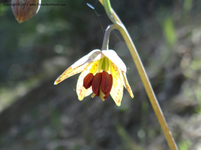 Fritillaria atropurpurea, Davidson, C 12131--Calif. Nevada Co. 19 Apr 2013. DSC03185 (2).JPG