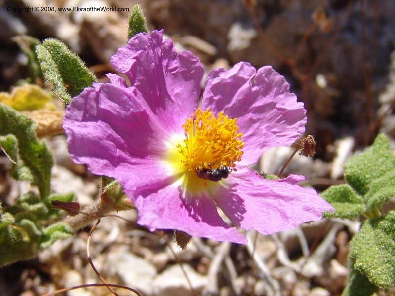 Cistus creticus--Crete. Ep. Kydonia. Akrotiri. Trail Gouvernetos . 23 May 05. 025.jpg