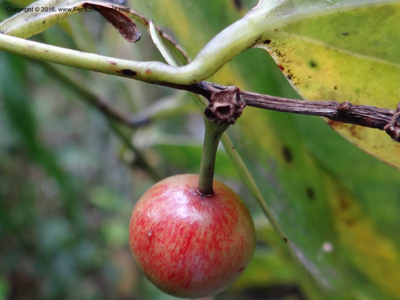 Smilax, Ulloa, C 2268--Ecuador. Zamora-Chinchipe. San Francisco. 28 Sep 2012. DSC05248 (347).JPG
