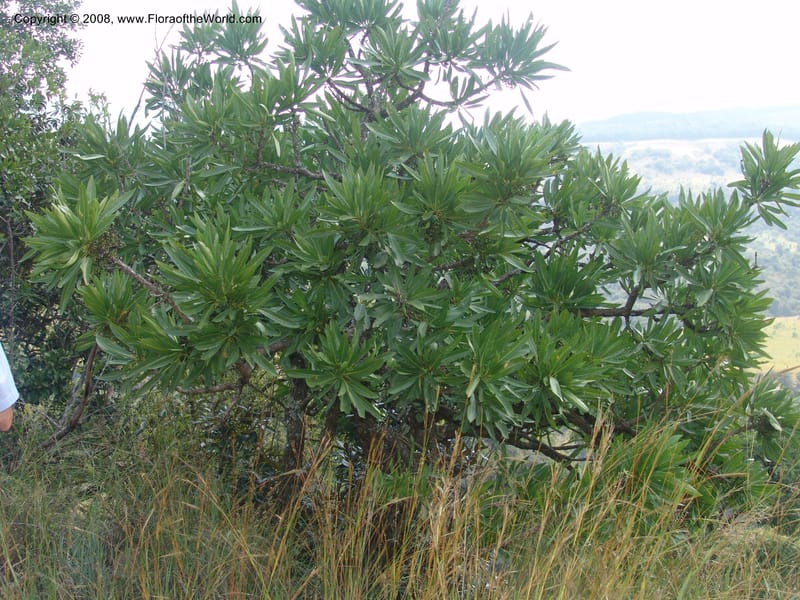 Pavetta edentula--So.Africa. Mpumal. Buffelskloof Private Nat. Res. 17 Mch 05. 113.jpg