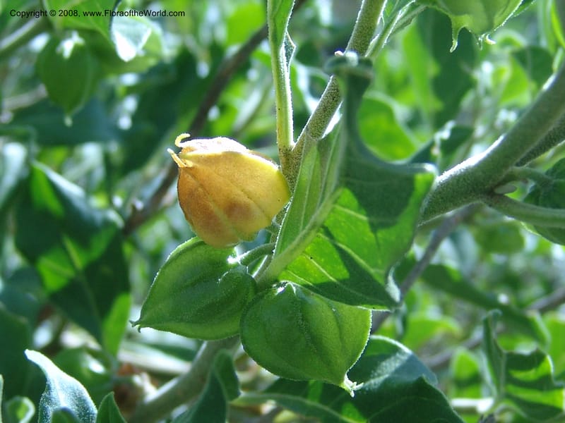 Withania somnifera--So.Africa. E. Cape. R58 SE of Lady Grey. 10 Mch 05. 015.jpg