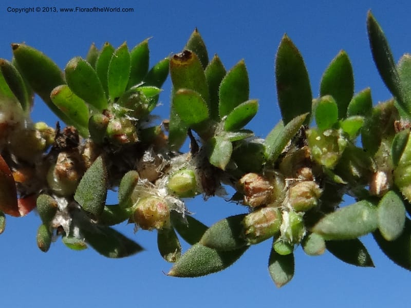 Paronychia communis, WDS 34148--Chile. Playa Colcura. 19 Feb 2013. DSC02120 (32).JPG