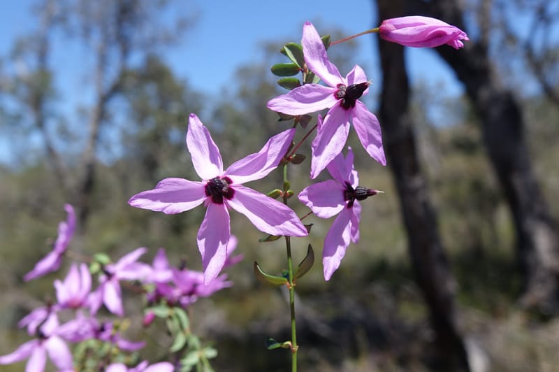 Tetratheca hirsuta subsp. viminea, Davidson, C 13375--Australia. W.A. Koondoola Bushland. 22 Oct 2016. DSC03457 (151).JPG