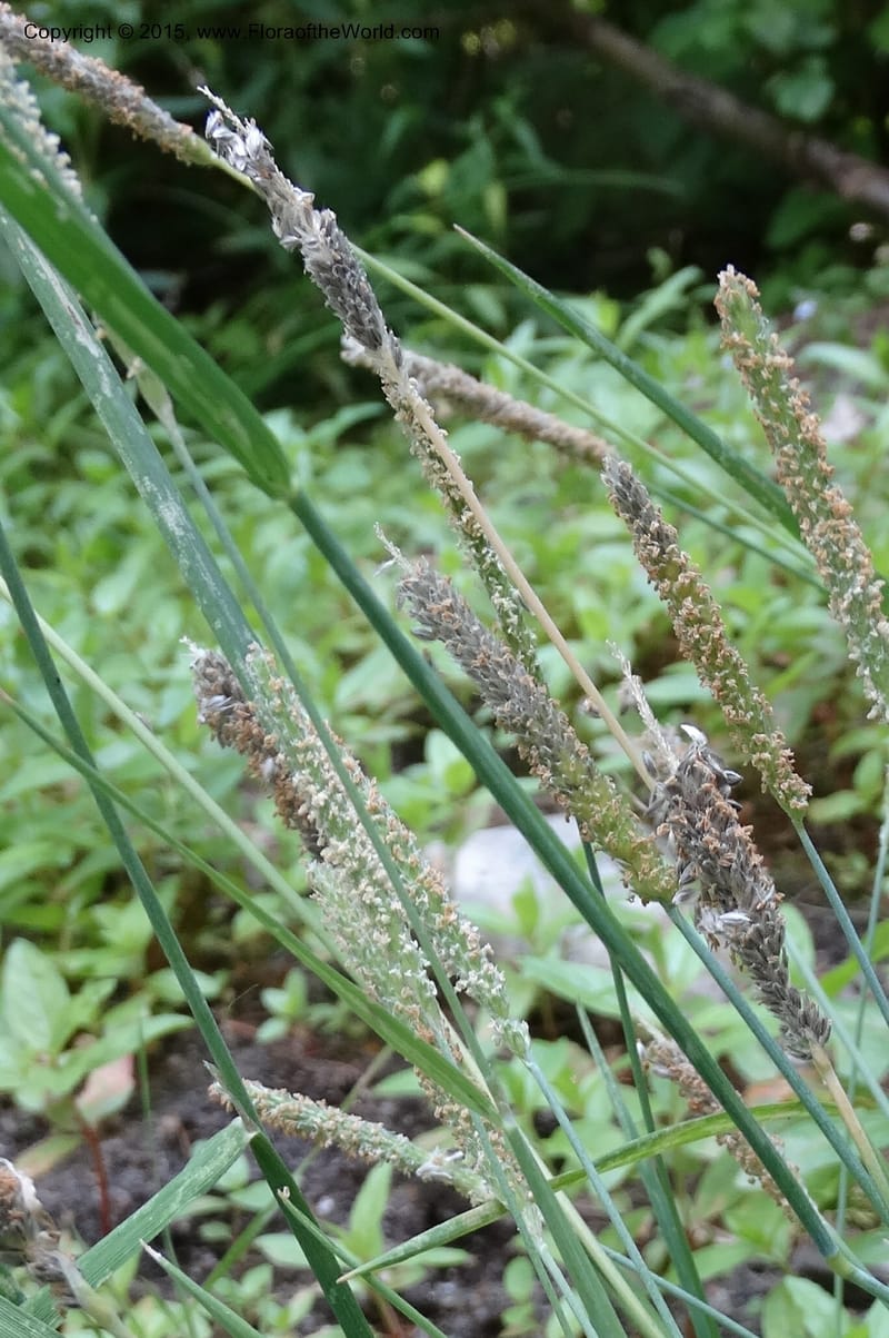 Alopecurus aequalis, Davidson, C 12610--Idaho. Valley Co. Payette Lake. Sylvan Cr. 20 Jul 2014. DSC00669 (106).JPG