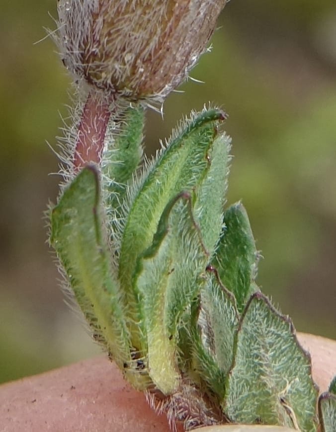 Cyananthus incanus, D. Boufford 44022--China. Sichuan. Daocheng Xian. 14 Aug 2017. DSC05676 (222).JPG