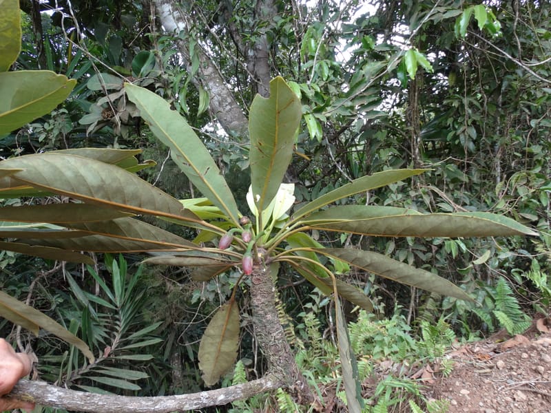 Elaeocarpus--Fiji. Valeni Vill. 6 Nov 2015. DSC09960 (12).JPG