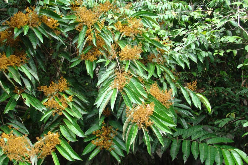 Virola calophylla, RVasquez34838--Peru. Loreto. Dist. Nauta. Qbda Nawapa, Rio Tigre. 11 Nov 08. 309.jpg