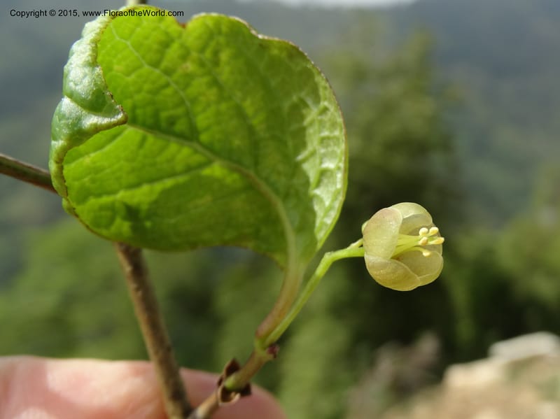 Sabia, Boufford, D 43677--China. Sichuan. GuoBaYan, HanBaiYu Shan. 12 May 2014. DSC05373 (36).JPG