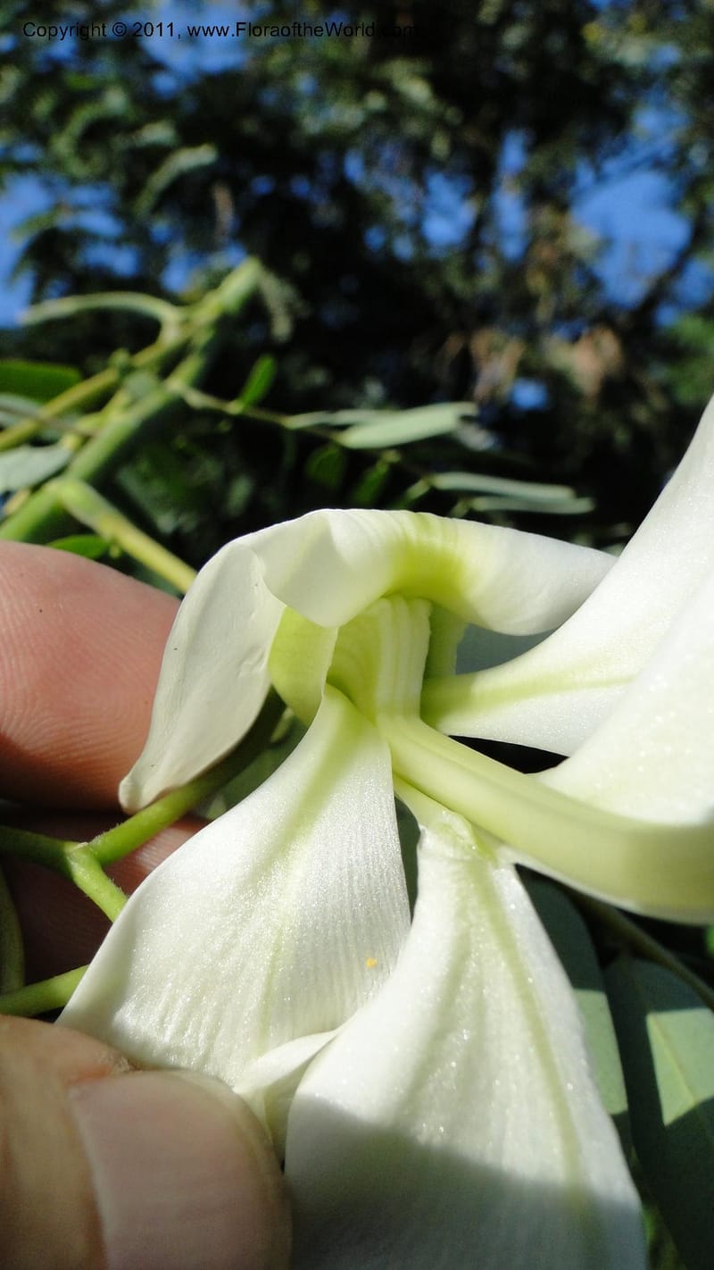 Sesbania grandiflora, Gereau--Tanzania. Univ. of Dar es Salaam. 9  May 2010 367 (38).jpg