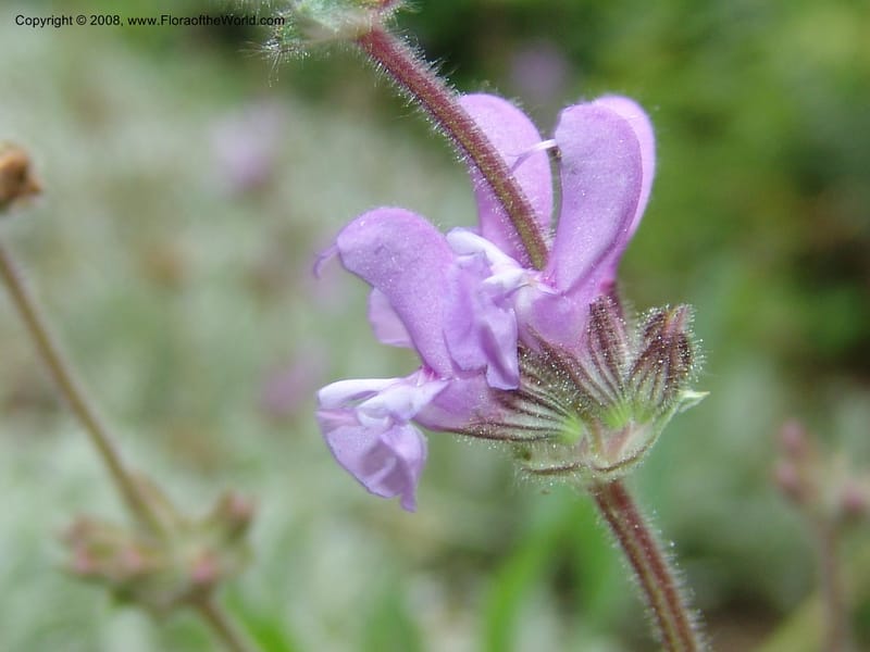 Salvia dagestanica--Georgia. Tbilisi. Central Botanical Garden. 31 May 05. 022.jpg