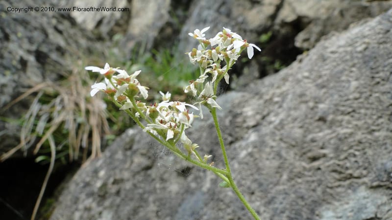Suksdorfia ranunculifolia, B. Ertter 19978--Idaho. Valley County. 1 July 2010. 085 (37).jpg