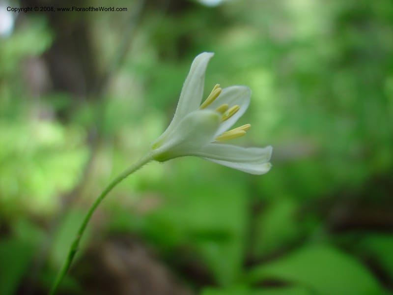 Clintonia uniflora--ID. Adams Co. Ca. Hwy 55, twd Brundage Mtn. 21 June 03. 046.jpg