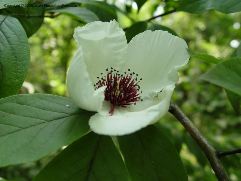 Stewartia malacodendron--DE. Mt. Cuba Center. 24 Jun 03. 063.jpg