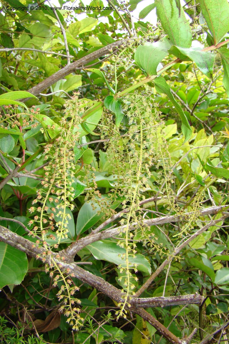Coriaria arborea, C. Gemmill 731--New Zealand. N. Island. Mt. Te Aroha. 13 Jan 2010. 332 (20).jpg