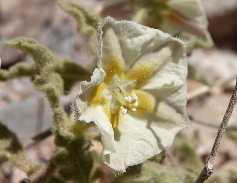Chamaesaracha sordida, C. Davidson 13996--AZ. Cochise Co. Geronimo Trail Rd. 10 Apr 2019. DSC07357 (33).JPG
