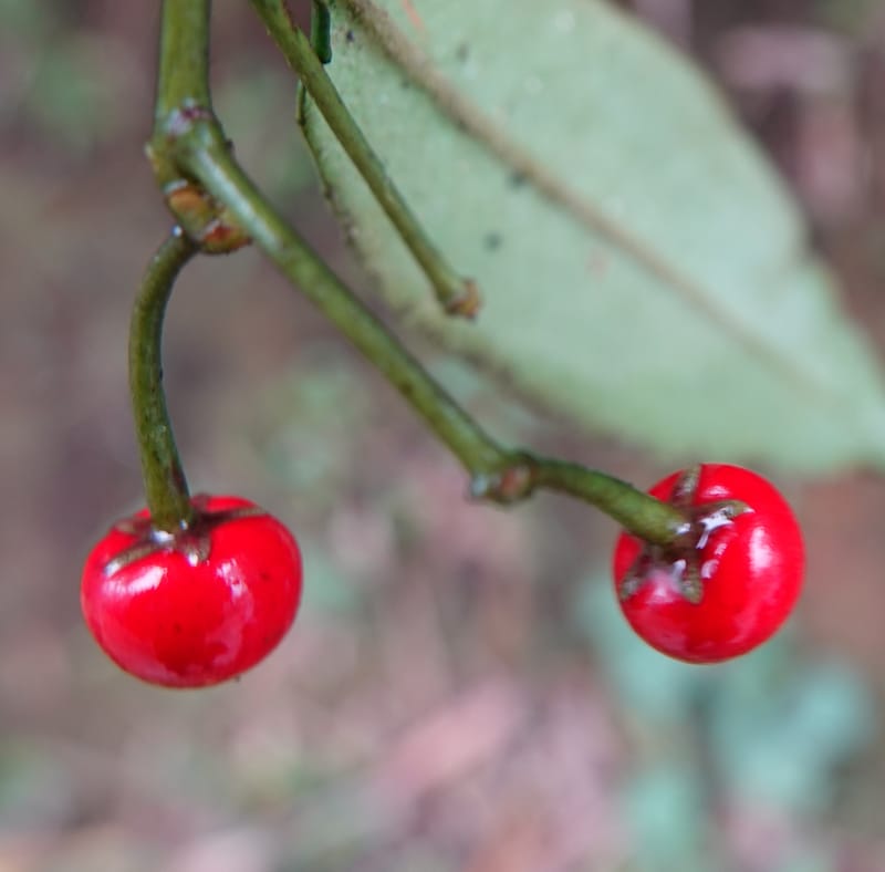 Ardisia virens, D. Boufford 44152--China. Yunnan. Bam Po village. 5 May 2018. DSC02406 (211).JPG