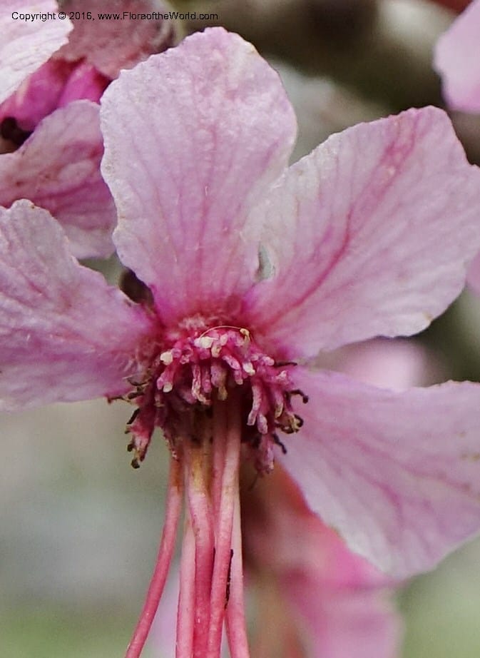 Ungnadia speciosa, Davidson, C 13072--Texas. Galveston. 18 Mar 2016. DSC00038 (49).JPG