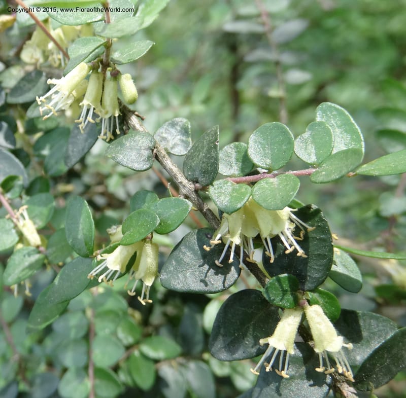 Lonicera, Boufford, D 43595--China. Sichuan. Tudiling Tunnel. 6 May 2014. DSC03860 (49).JPG
