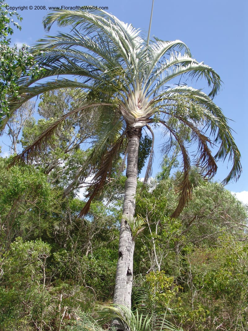 Dypsis decaryi--Madag. Prov. Toliara.  Parc Nat. Andohahela. 22 Jan 06. 124.jpg